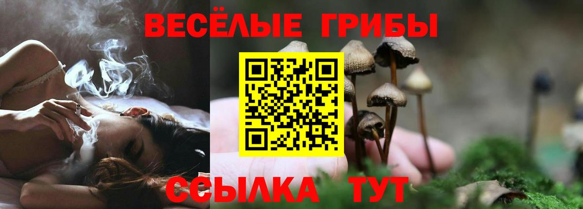 Гатчина  Галлюциногенные грибы Psilocybe  Вход с VPN 